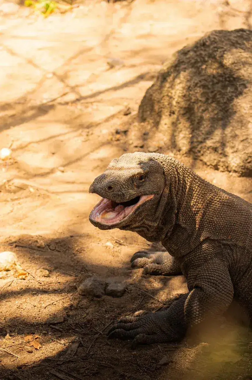 Komodo Island