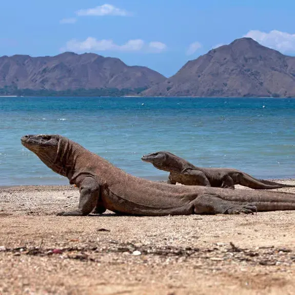 Komodo Island gallery 2