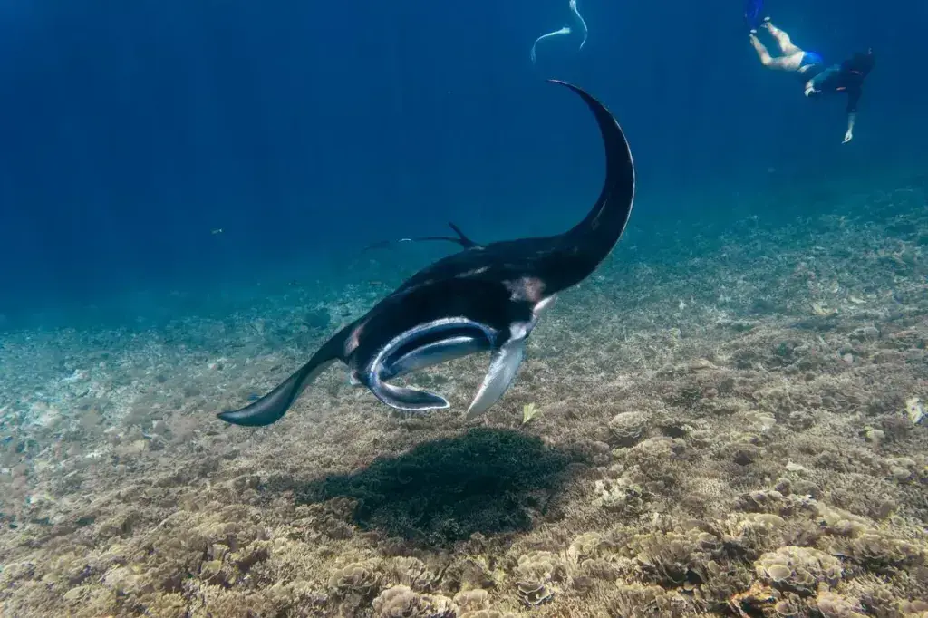 Manta Point